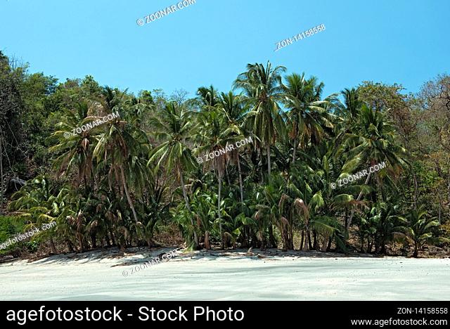 tropical palm beach on the cebaco island panama