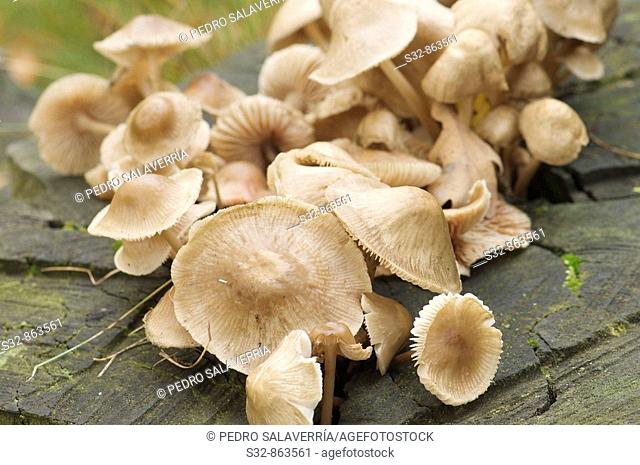 mushrooms group