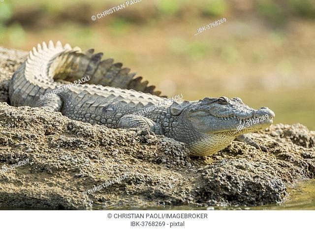 Mugger crocodile (Crocodylus palustris), Chambal River, Rajasthan, India