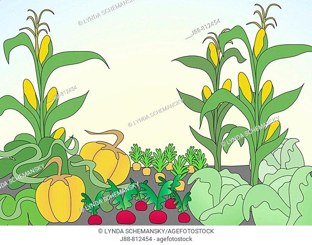 Vegetable garden with pumpkins, corn, beets and carrots
