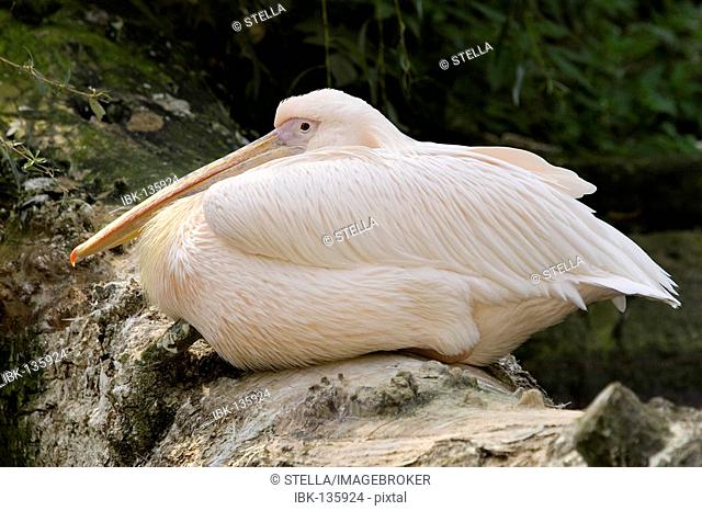 A resting pelican (Pelicanus onocrotalus)