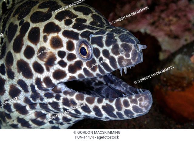 The black-spotted moray Gymnothorax favagineus is easily identified by its distinct markings It is also one of the two largest moray eel species
