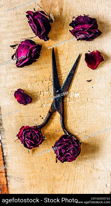 Rusty Scissors with Dry Rosebuds and Few Petals on Wooden Surface. Vertical Orientation