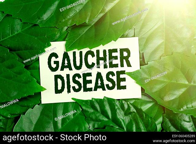 Writing displaying text Gaucher Disease, Word for autosomal recessive inherited disorder of metabolism Nature Conservation Ideas