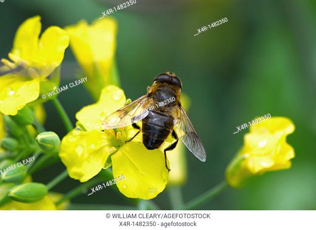Hoverfly resting on brassicas flower