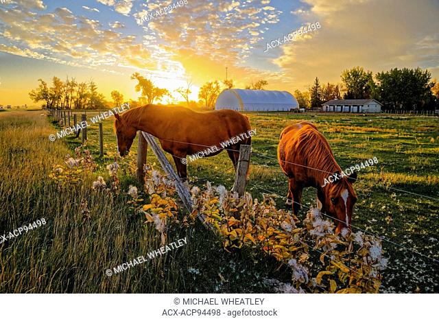 Horses eating milkweed seeds, Taber, Alberta, Canada
