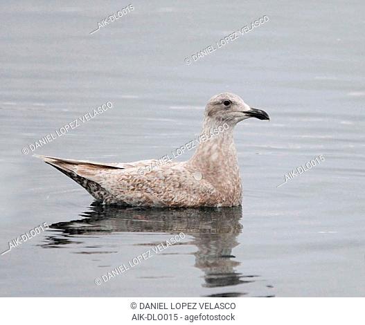 First-winter Glaucous-winged Gull (Larus glaucescens) swimming in the harbour of Rausu in Hokkaido, Japan