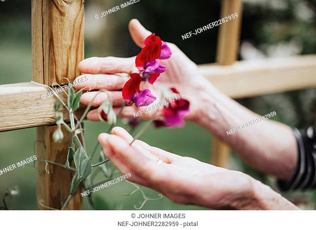 Hands with sweet pea flowers
