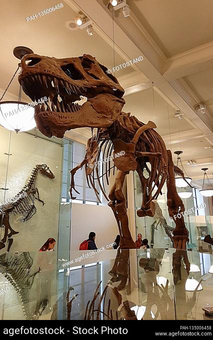New York, USA October 2019: Impressions New York - October - 2019 American Museum of Natural History in New York, here a T Rex model | usage worldwide