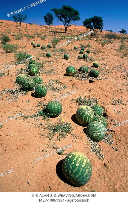 Tsamma melons littering the dune surface after successful fruiting season. (Citrullus lanatus). Kgalagadi Transfrontier Park, Northen Cape, South Africa