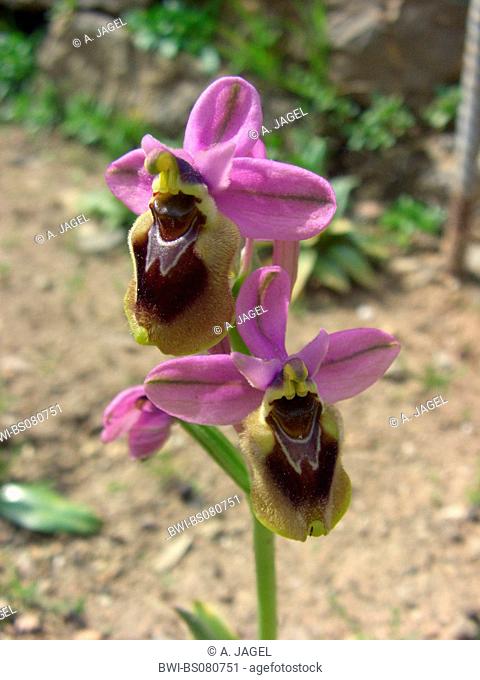 Sawfly orchid (Ophrys tenthredinifera), blossoms, Spain, Balearen, Majorca