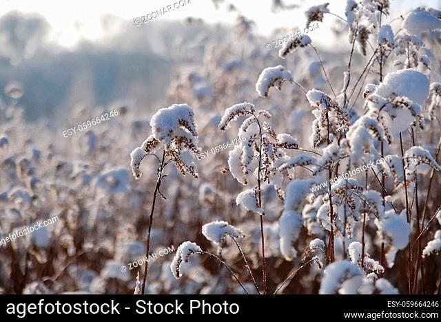 dry winter grass with snow on meadow and forest background