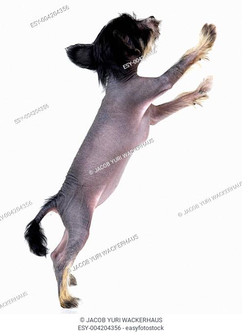 Sweet little black chinese-crested dog standing on its hind legs wanting to be picked up - isolated on white