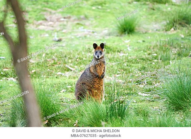 Swamp wallaby (Wallabia bicolor) standing in the bushes, looking at camera, wildlife, Phillip Island, Victoria, Australia