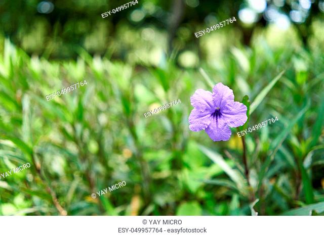 Ruellia tuberosa or Toi ting flower have violet color and green leaf tapering with copy space