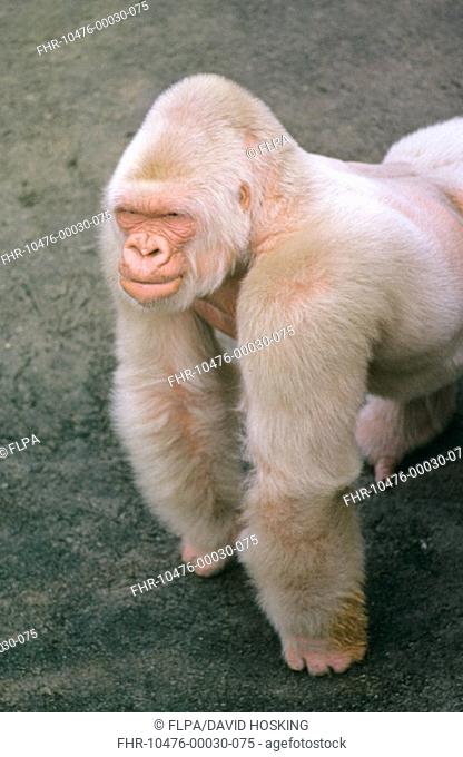 Western Lowland Gorilla Gorilla gorilla gorilla 'Snowflake', adult male, albino, Parc Zoologic de Barcelona