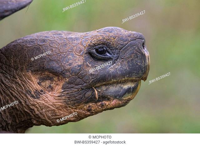 Galapagos tortoise, Galapagos giant tortoise (porteri) (Chelonodis nigra porteri, Geochelone elephantopus porteri, Geochelone nigra porteri
