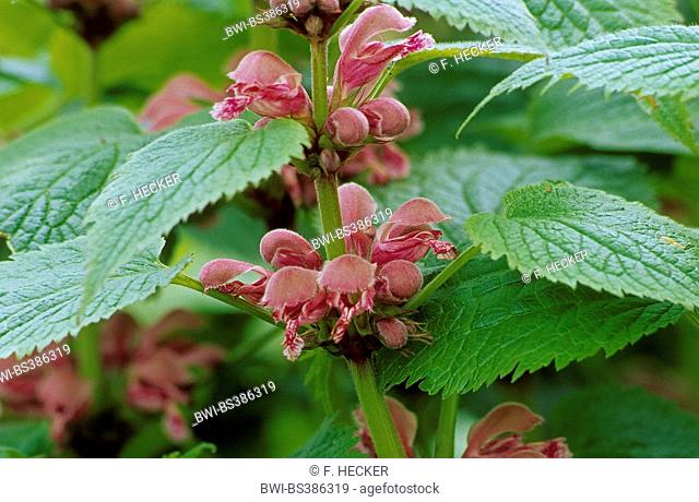 Large Red Dead-Nettle, Large Red Deadnettle (Lamium orvala), blooming, Germany