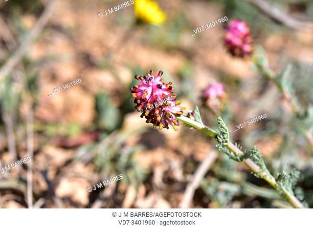 Palomita (Platycapnos spicata) is an annual herb native to Iberian Peninsula. Inflorescence detail. This photo was taken in Bellmunt de Segarra, Lleida province
