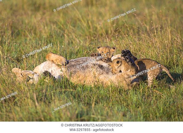 African Lion (Panthera leo) female nursing her cubs, Maasai Mara National Reserve, Kenya, Africa