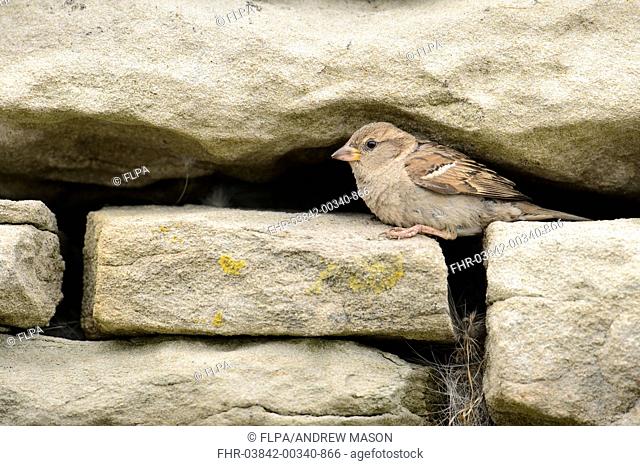House Sparrow (Passer domesticus) adult female, at nest entrance in stone building, Shetland Islands, Scotland, July