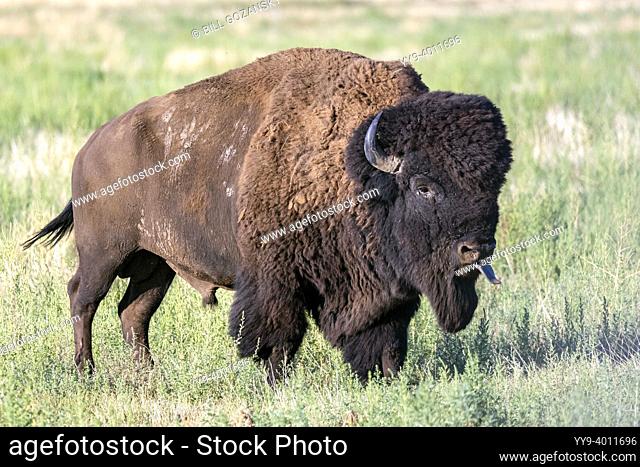 Male American Bison (Bison bison) sticking out tongue during rut - Rocky Mountain Arsenal National Wildlife Refuge, Commerce City, near Denver, Colorado