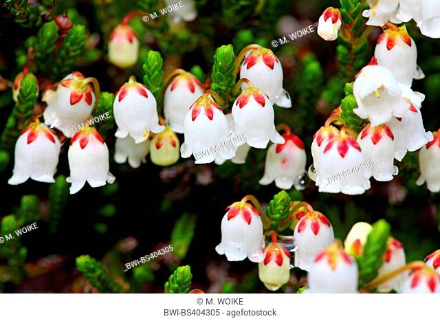 mertens' mountain-heather, western moss-heather, white mountain-heather (Cassiope mertensiana), flowers, Canada, British Columbia