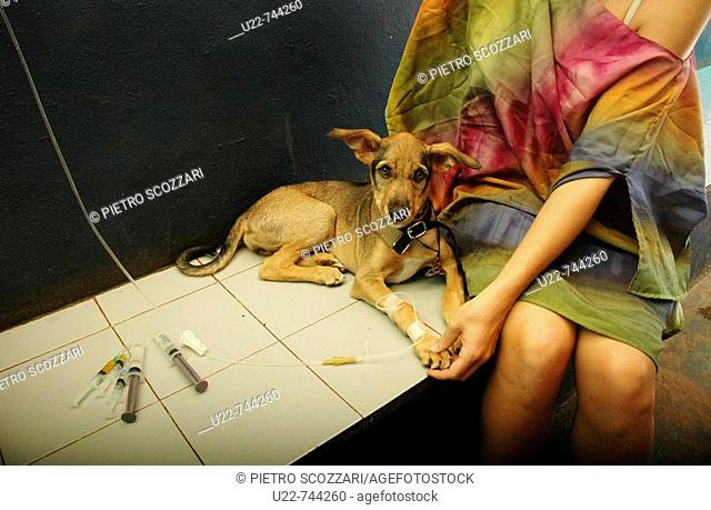 Assagao Goa, India, sick dog recovering at the International Animal Rescue center
