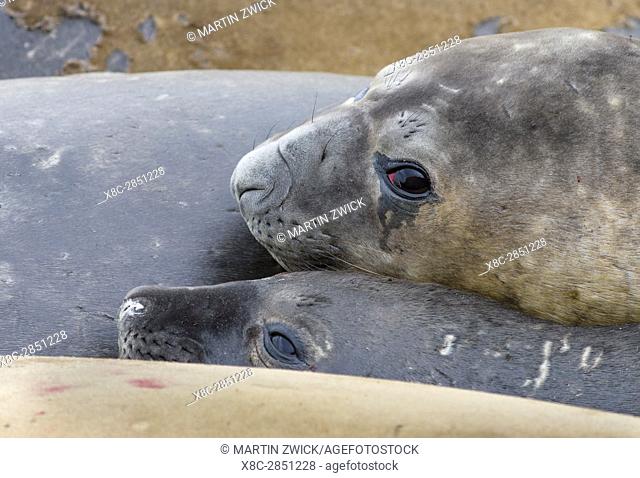 Southern elephant seal (Mirounga leonina), male, after breeding period on the Falkland Islands. South America, Falkland Islands, January