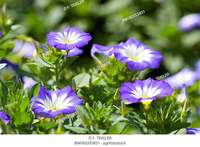 Dwarf convolvulus, Dwarf Morning Glory (Convolvulus tricolor), blooming