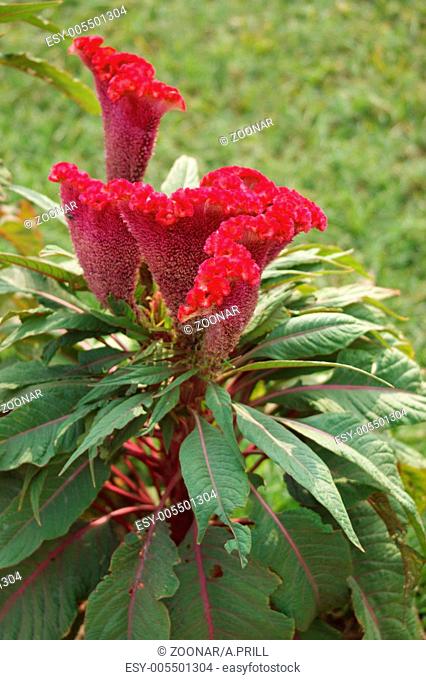 Celosia flower in India