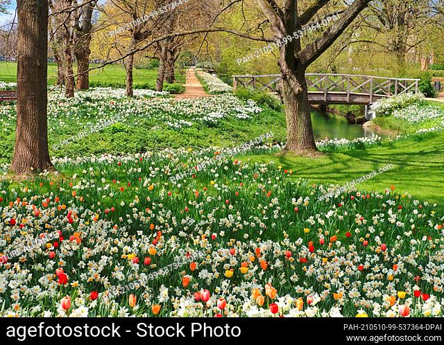 07 May 2021, Brandenburg, Wittstock/Dosse: Tulips and daffodils bloom in sunny weather in Friedrich-Ebert-Park. The small town in the northwest of Brandenburg...