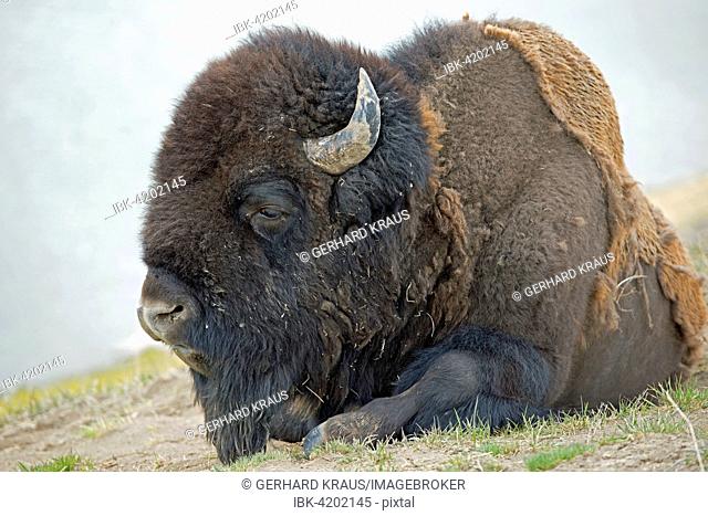 Bison (Bison bison), Yellowstone National Park, Wyoming, USA