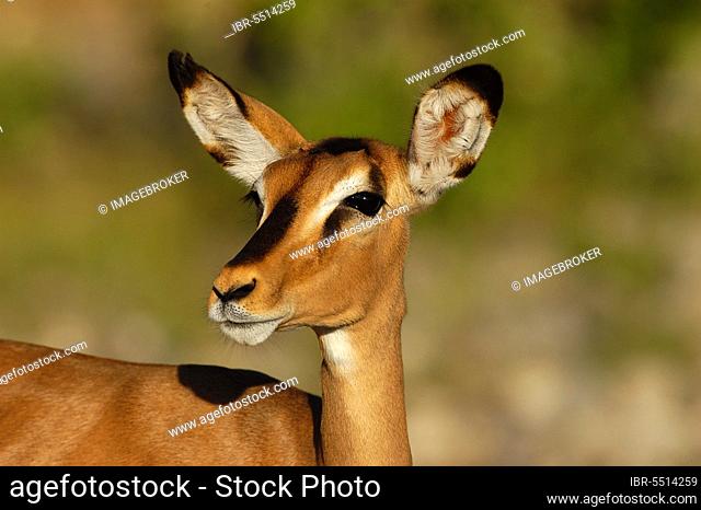 Black-faced impala (Aepyceros melampus petersi), black-faced impala, Antelopes, Ungulates, Even-toed ungulates, Mammals, Animals