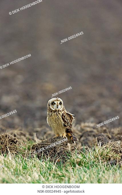 This Short-eared Owl (Asio flammeus) is watching and listening for mice, The Netherlands, Zuid-Holland