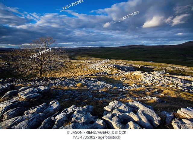 England, North Yorkshire, Yorkshire Dales National Park  Lone tree and limestone pavement in the area known as Moughton Scars near the small village of Horton...