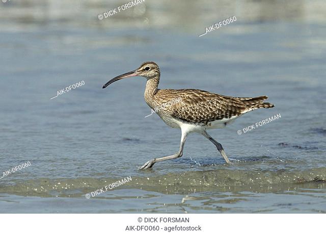 Eurasian Whimbrel (Numenius phaeopus) running through the sea on a beach in the Gambia during winter