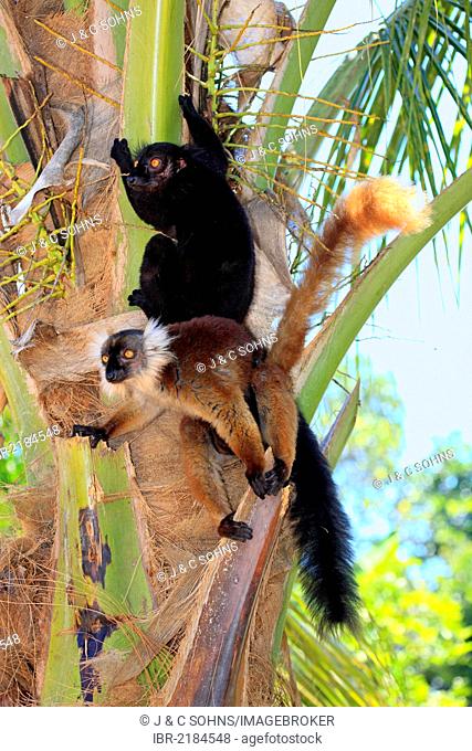 Black Lemur (Eulemur macaco), pair, Nosy Komba, Madagascar, Africa