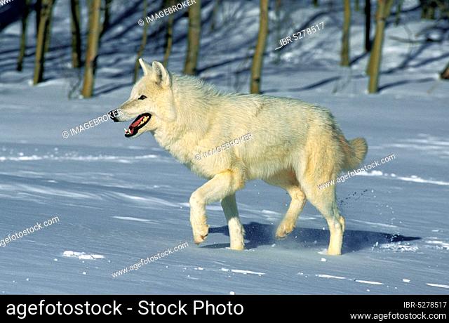 Arctic Wolf (canis lupus tundrarum), Adult on Snow, Alaska