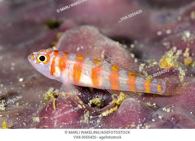 Candycane pygmy goby, Trimma cana, Lembeh Strait, North Sulawesi, Indonesia, Pacific