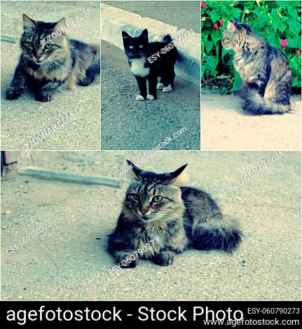 Feral cats in the street collage set of colorized toned photos