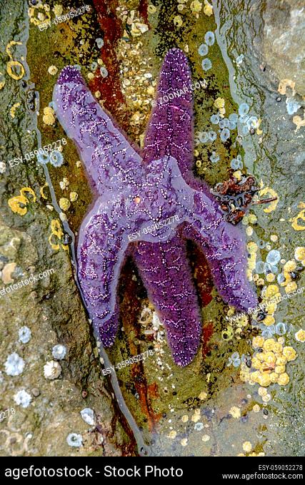 Purple Sea Star starfish partially submerged in tidepool water, intertidal zone, Drumbeg Provincial Park, British Columbia, Canada