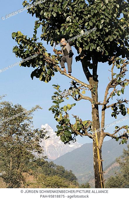 A Nepali farmer cuts a tree in front of his house near the small town of Birethanti with a machete. He wants to use the branches and leaves as cattle feed