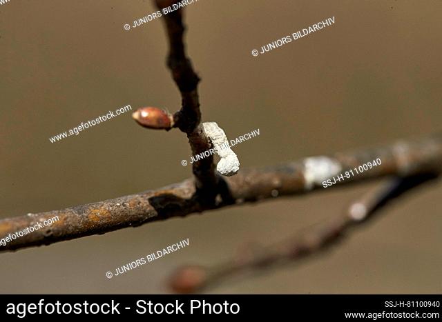 Great Tit (Parus major). Droppings on a twig. Germany