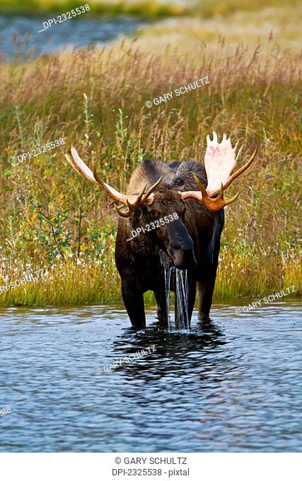 Moose (alces alces) bull with freshly shed velvet looking up from feeding in tundra pond in autumn denali national park;Alaska united states of america