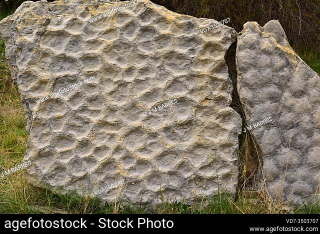 Fossilized mudcracks or desiccation cracks. This photo was taken in Valdecevillo, Enciso, La Rioja, Spain