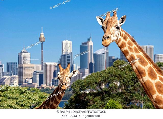 Two giraffes in Taronga Zoo Sydney in front of skyline