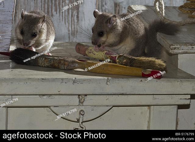 Fat dormouse, edible dormouse (Glis glis) on table with paint brushes
