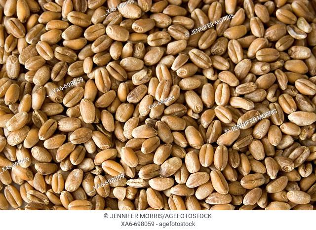 Whole wheat grains forming a textural background