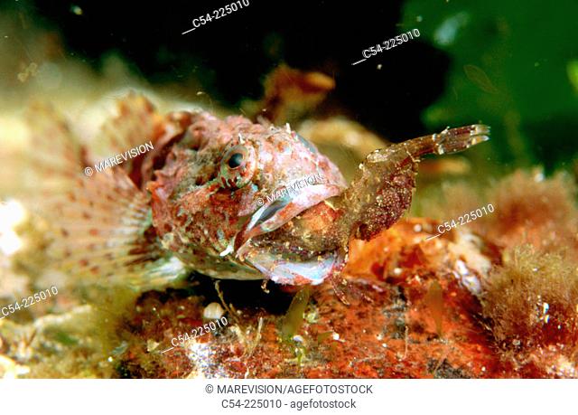 Long Spinned Sea Scorpion (Taurulus bubalis)